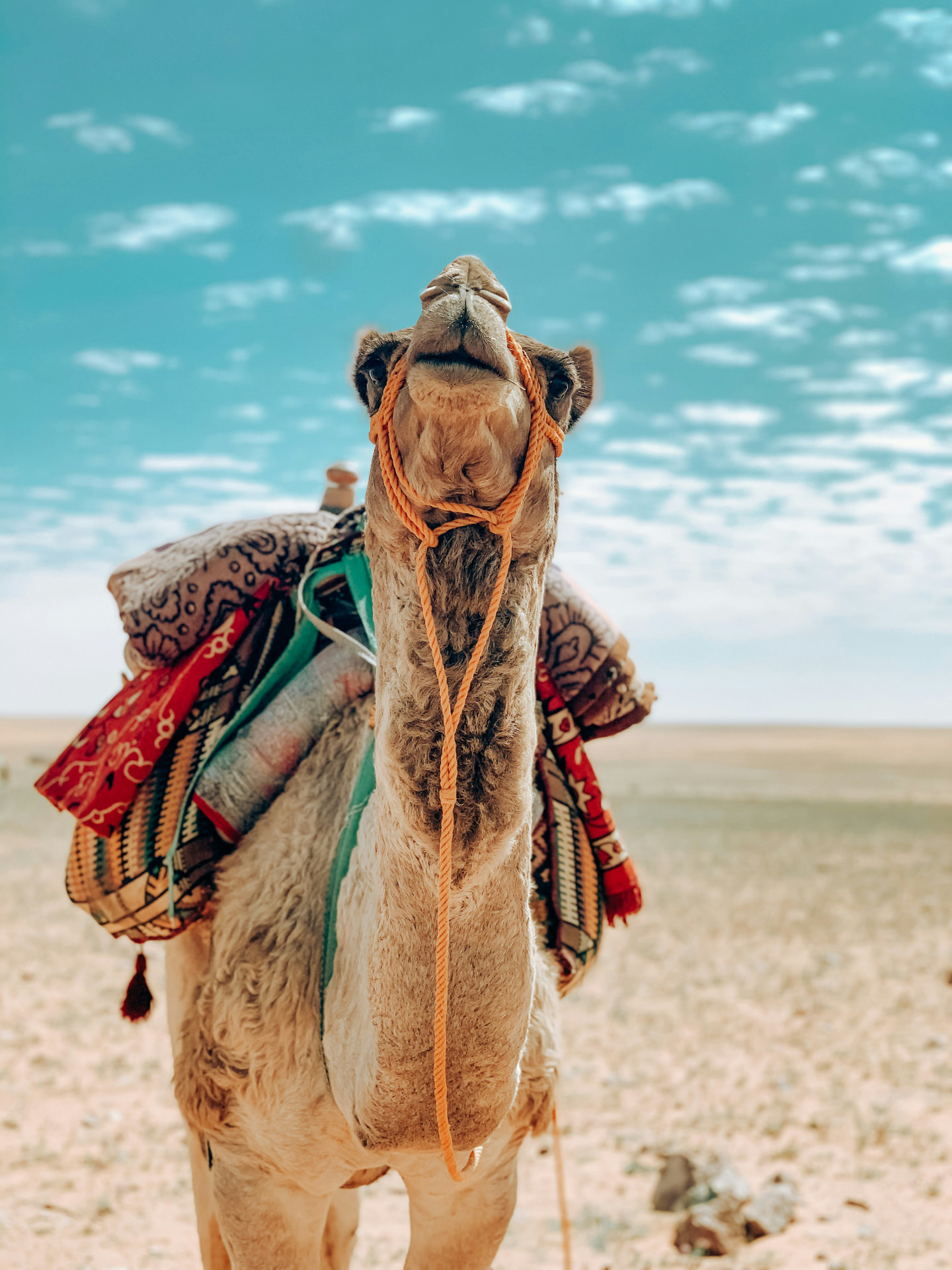 Decorated camel waiting in the Sahara near Merzouga